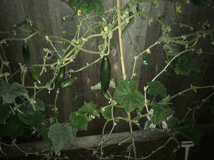 q how do i stop my cucumbers