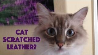 How Can I Repair Cat Scratches On A Leather Couch Hometalk