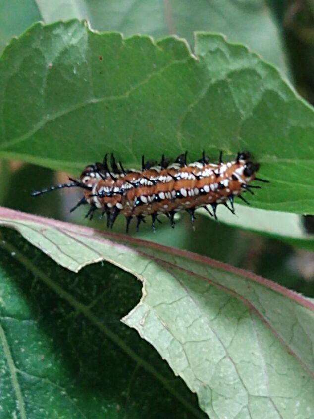 q caterpillar id