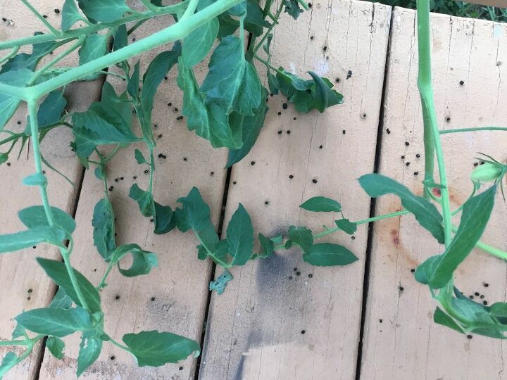 q how do tie up tomatoes twine wire gardener tape