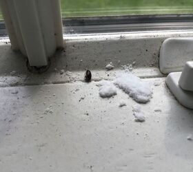 What is this white powdery substance on our windowsill (pic)?