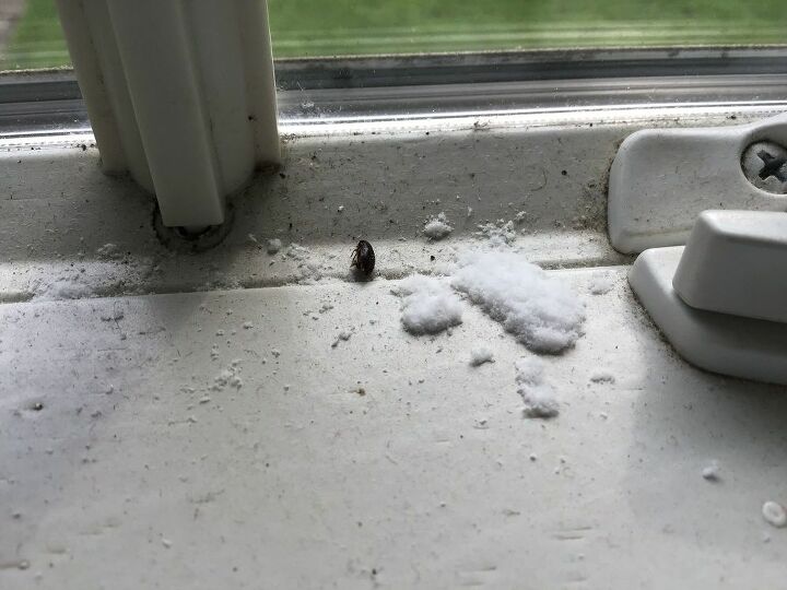 what is this white powdery substance on our windowsill pic