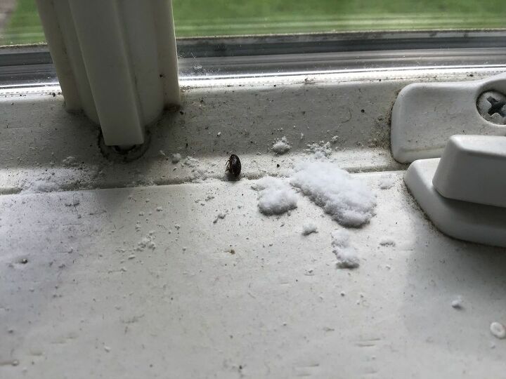 what is this white powdery substance on our windowsill pic