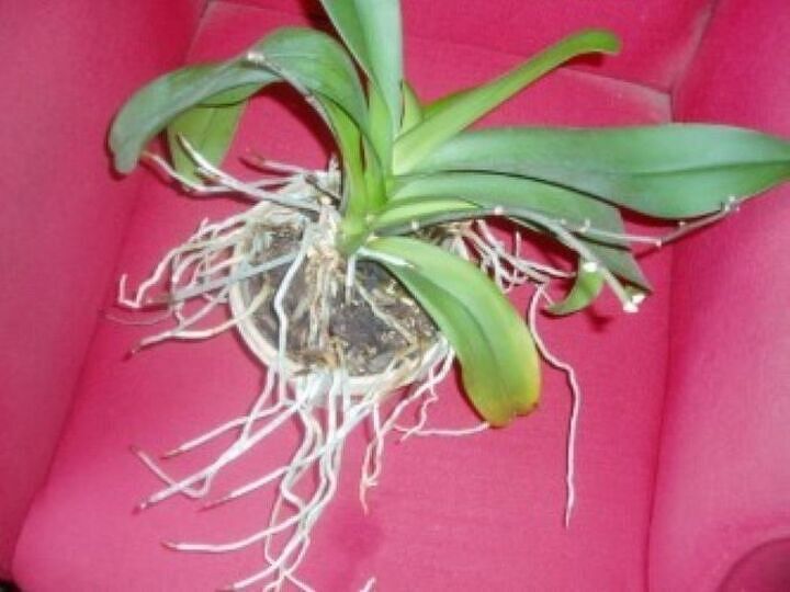 q what to do with these roots