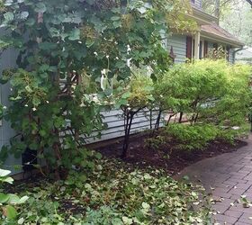how can i rescue my climbing hydrangea plant pic