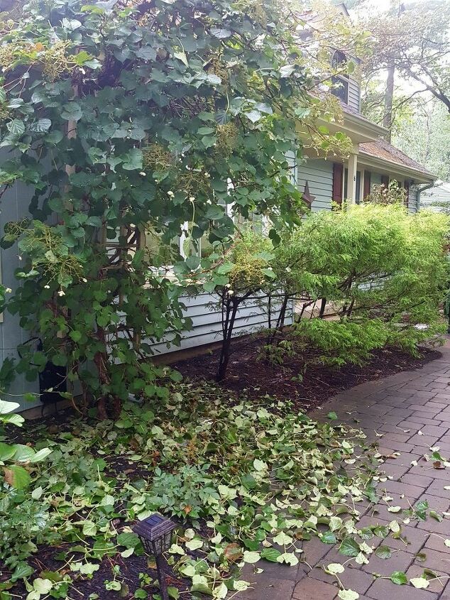 how can i rescue my climbing hydrangea plant pic