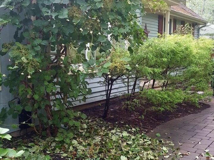 q mayday my hydrangea is dropping all its leaves now what