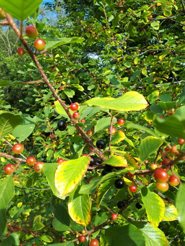 q berry tree