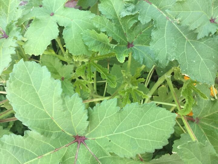 q what is this plant