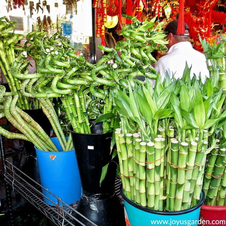 how to trim lucky bamboo