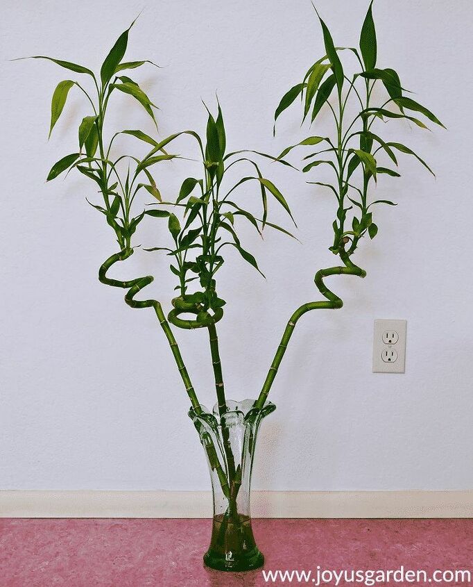 how to trim lucky bamboo