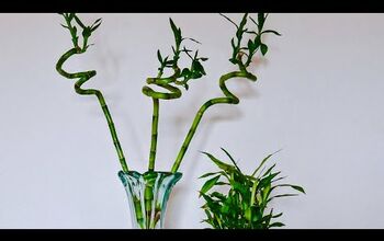 How to Trim Lucky Bamboo