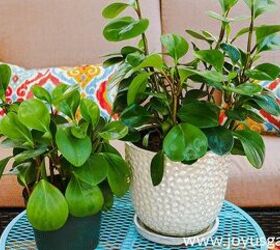 Peperomia Care: Sweet Succulent-Like Houseplants