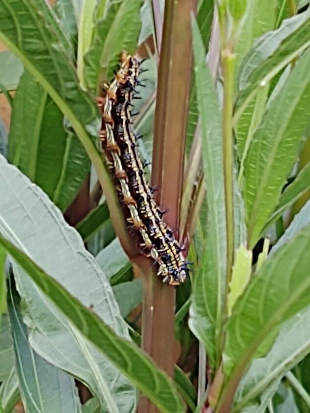 q caterpillar id