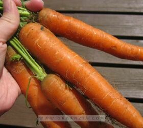 how to grow carrots in milk cartons