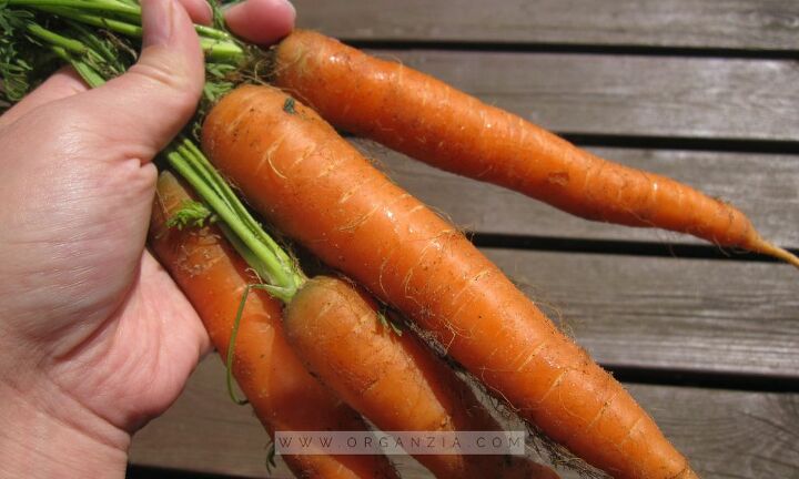 how to grow carrots in milk cartons