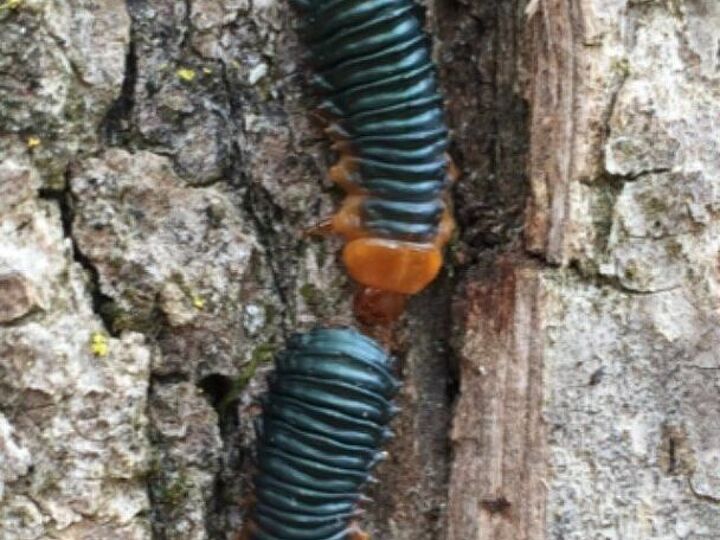 q need help identifying this bug