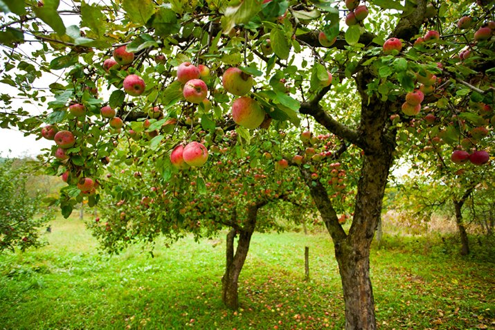 how to grow dwarf fruit trees at home