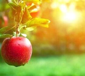 how to grow dwarf fruit trees at home
