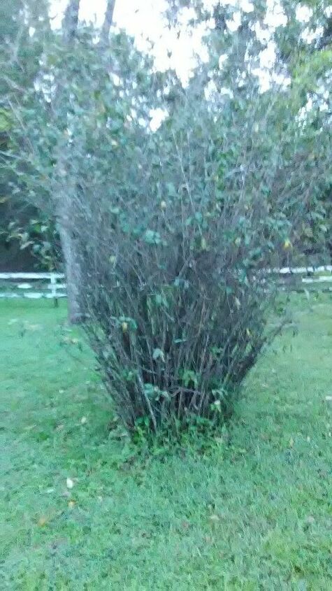 q does anyone know what type of bush this is