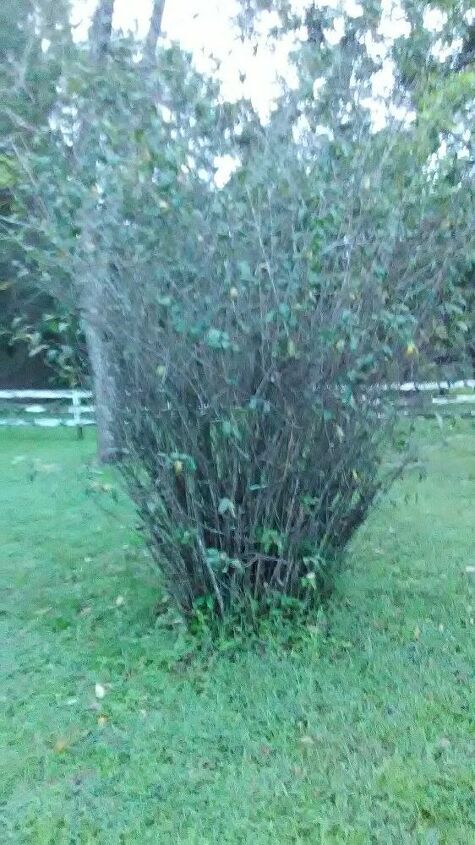 q does anyone know what type of bush this is