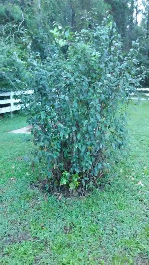 q does anyone know what type of bush this is