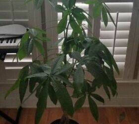 q how to propagate indoors money plant indoors money tree plant