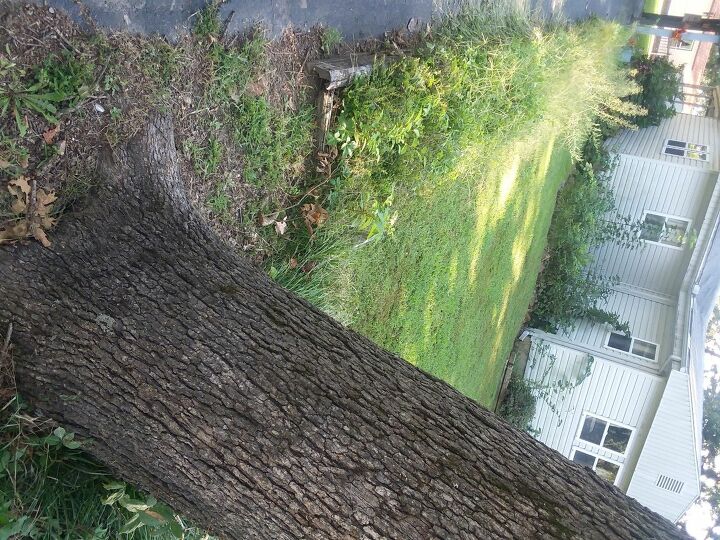 q bring this yard back to its natural beauty