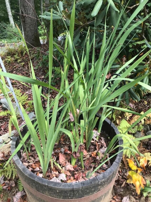 q help with my gladiolus