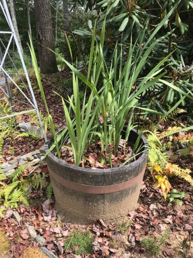 q help with my gladiolus