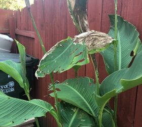how can i protect my canna lily plants from whatever is eating them
