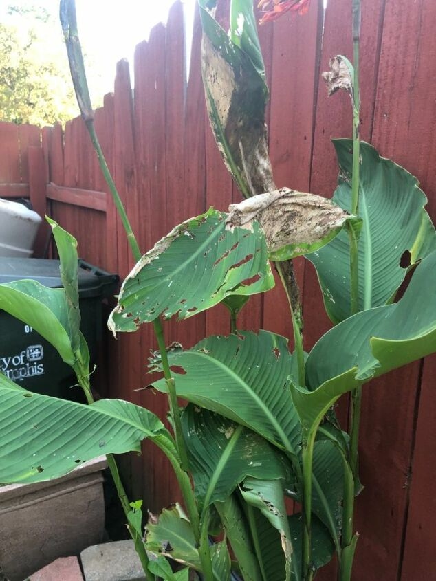 how can i protect my canna lily plants from whatever is eating them