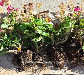 How To Keep Your Geraniums Over Winter Diy Hometalk