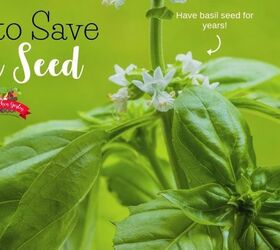 how to save basil seed