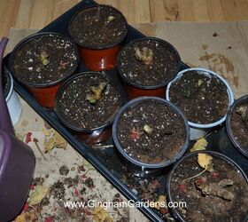 how to keep your geraniums over winter its easy frugal