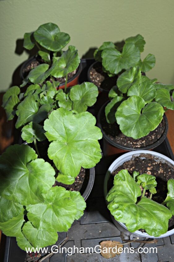 how to keep your geraniums over winter its easy frugal