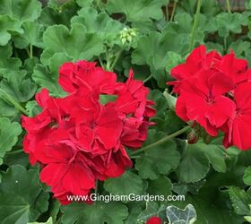 How to Keep Your Geraniums Over Winter (Its Easy & Frugal)