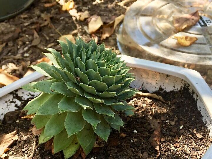 q how do i keep my succulents looking good like the day i bought them