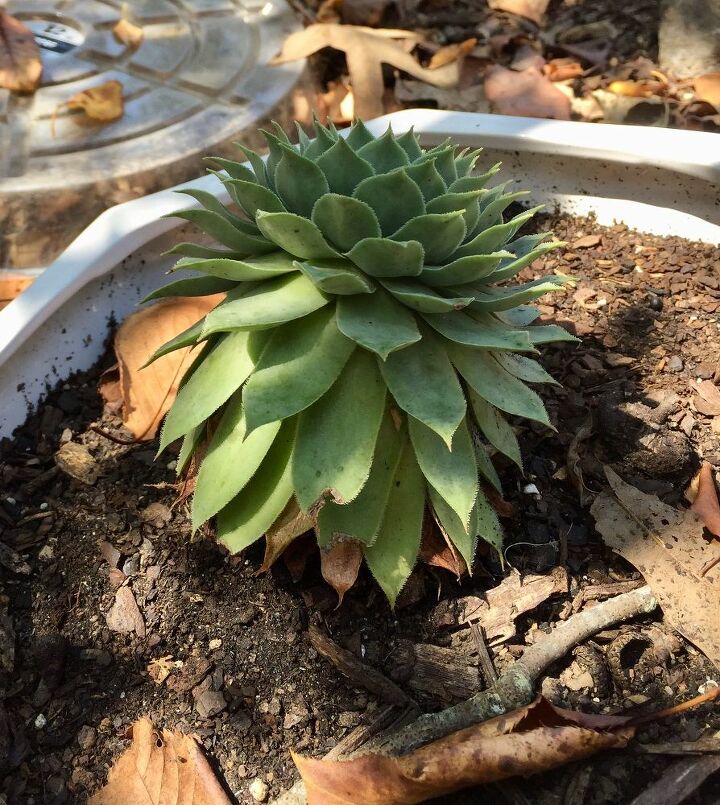 q how do i keep my succulents looking good like the day i bought them