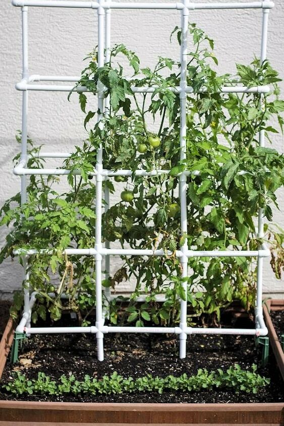 17 incredible ways people are using pvc pipes for everything, A heavy duty PVC pipe tomato cage