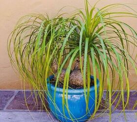 Ponytail Palm Care
