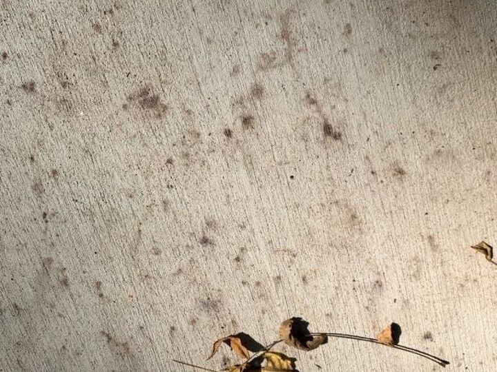 q how to get sap stains off a sidewalk