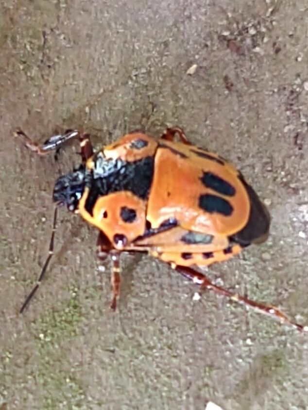 q bug id