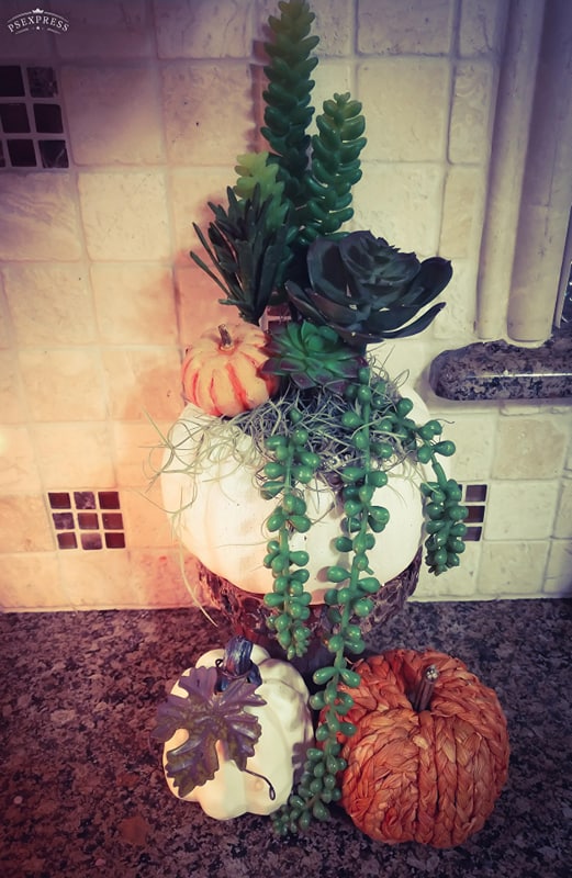 succulent pumpkin diy