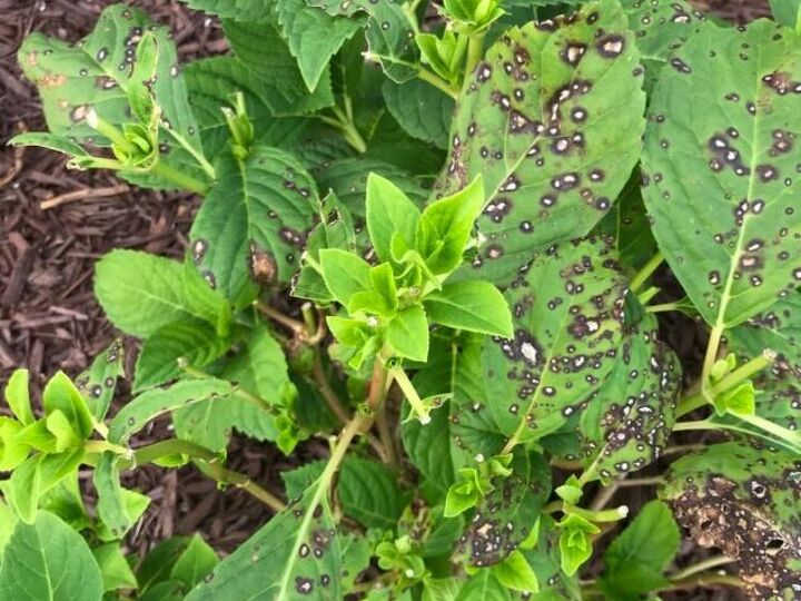 q any ideas what is going on with hydrangea