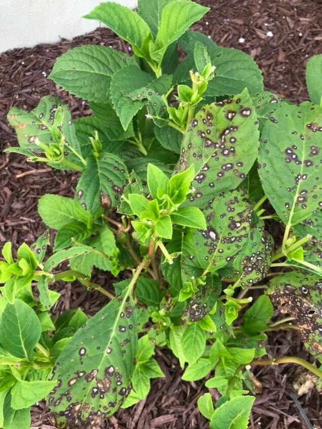 q any ideas what is going on with hydrangea