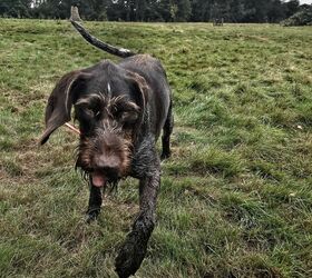 muddy dog