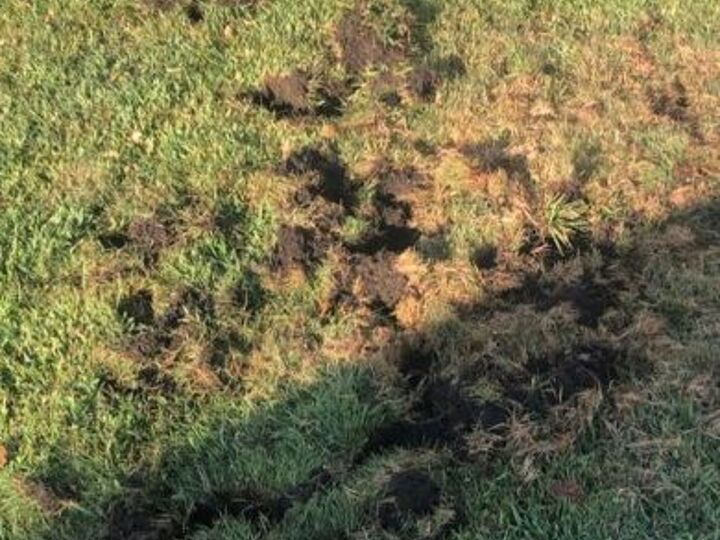 q front lawn torn up