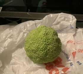 q what can be made out of hedge apples