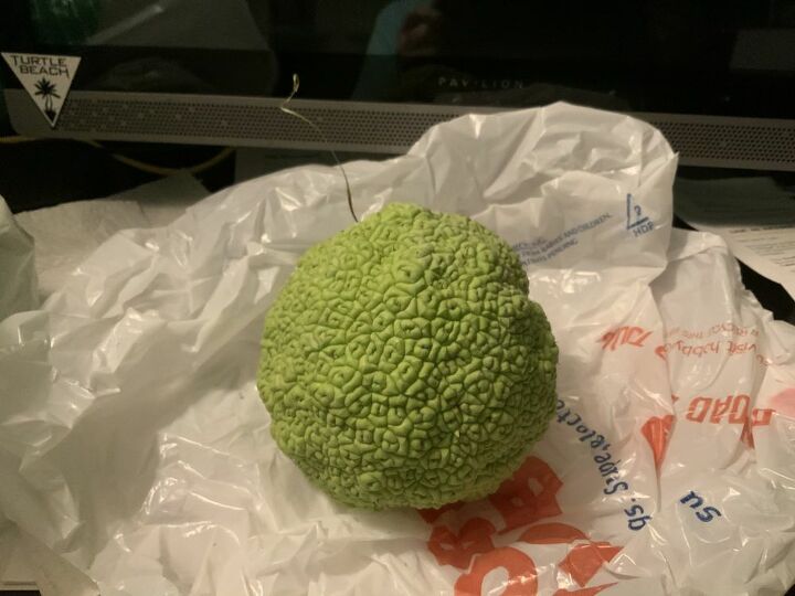 q what can be made out of hedge apples
